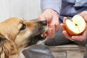 娱乐吃瓜菌关于狗