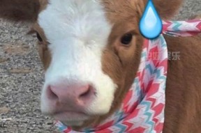 娱乐吃瓜酱是哪里人