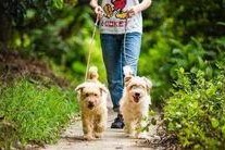 娱乐吃瓜酱遛狗,揭秘明星宠物日常