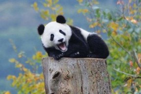 娱乐吃瓜熊猫视频大全,吃瓜视频大全盘点